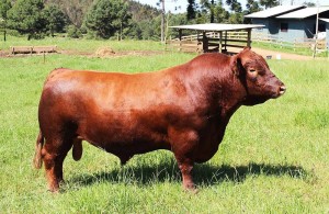 Na foto, o TE169, touro sênior de uma tonelada, um dos destaques da participação da Fazenda Renascença no evento.