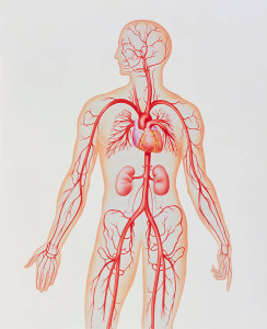 artwork-of-human-arterial-system-john-bavosi