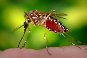 Aedes aegypti