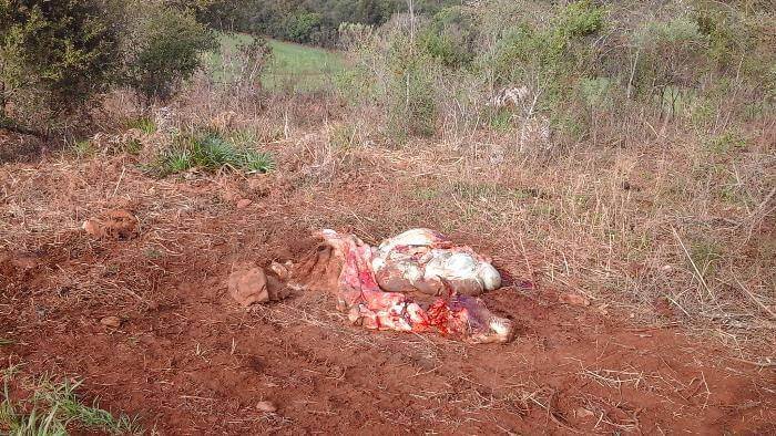 Crime de abigeato é registrado em Campos Novos