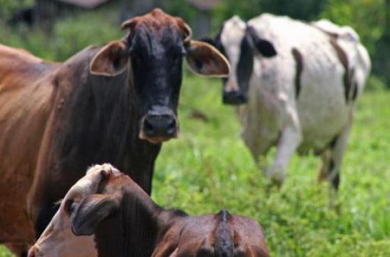 Mais um registro de furto de gado em Campos Novos