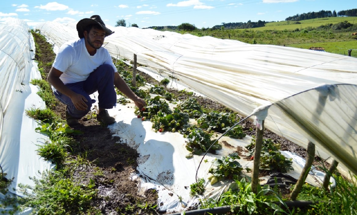 ENERCAN traz bom retorno a produtores através de projeto de morango
