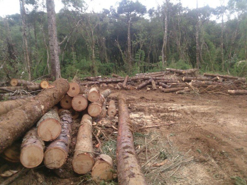 Polícia Ambiental aplica mais de R$ 1 milhão em multas após flagrar desmatamento em CN