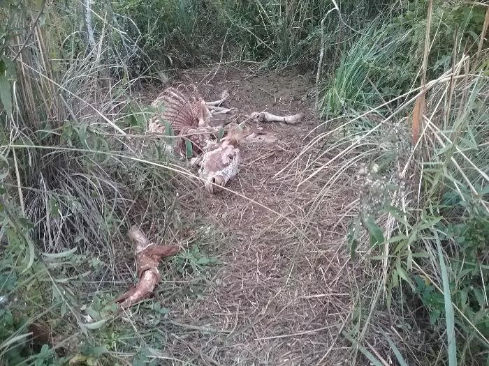 PM registra ocorrências de furto de gado, acidente com ferido e um suicídio