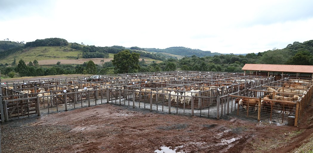 Feira de Vargem tem mais de 400 animais inscritos