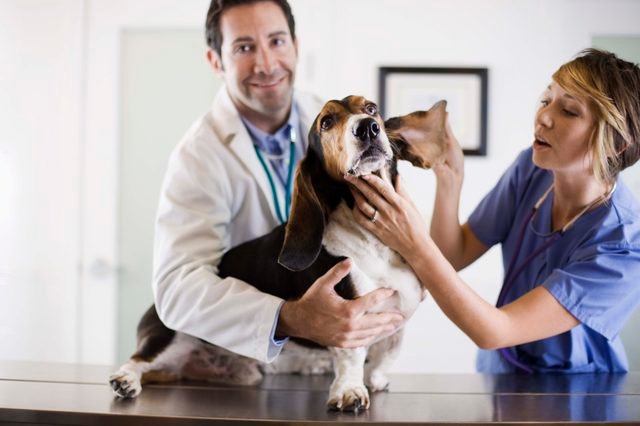 Curso de Auxiliar Veterinário da YesBras com últimas vagas disponíveis