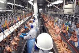 Ministério da Agricultura retira suspensão da BRF e anuncia novos mercados para carne catarinense
