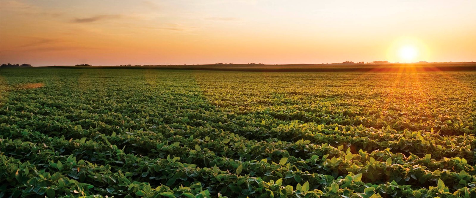 Santa Catarina cria Política de Defesa Sanitária Vegetal