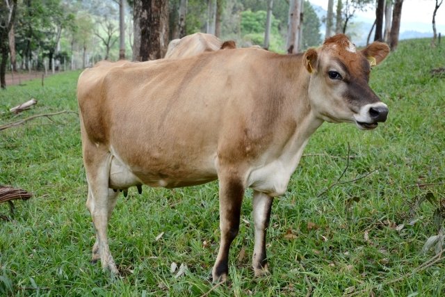Preço do leite pago ao produtor sobe 5,3% em Santa Catarina