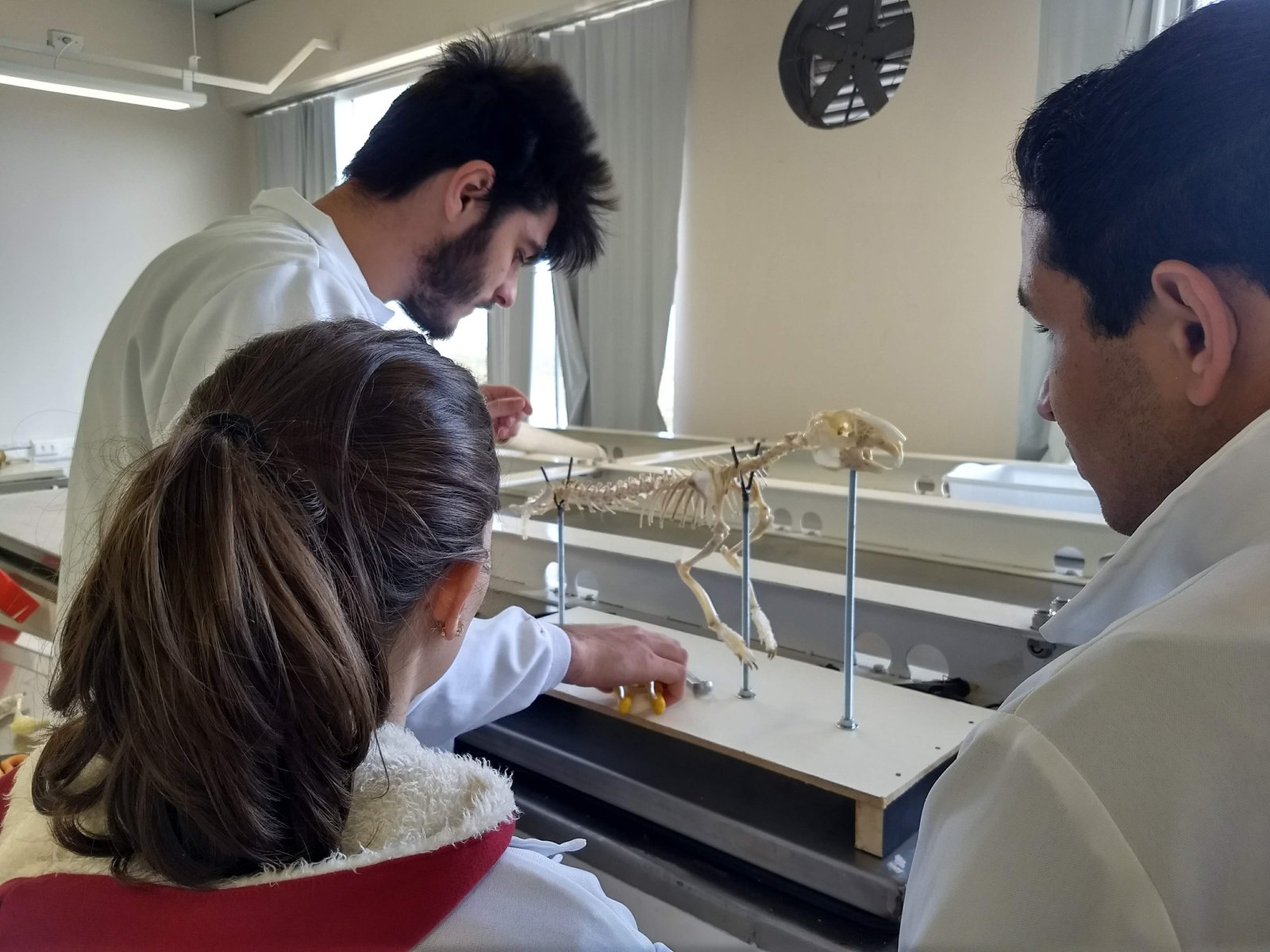 Acadêmicos de Medicina Veterinária da Unoesc Campos Novos realizam a montagem de esqueletos