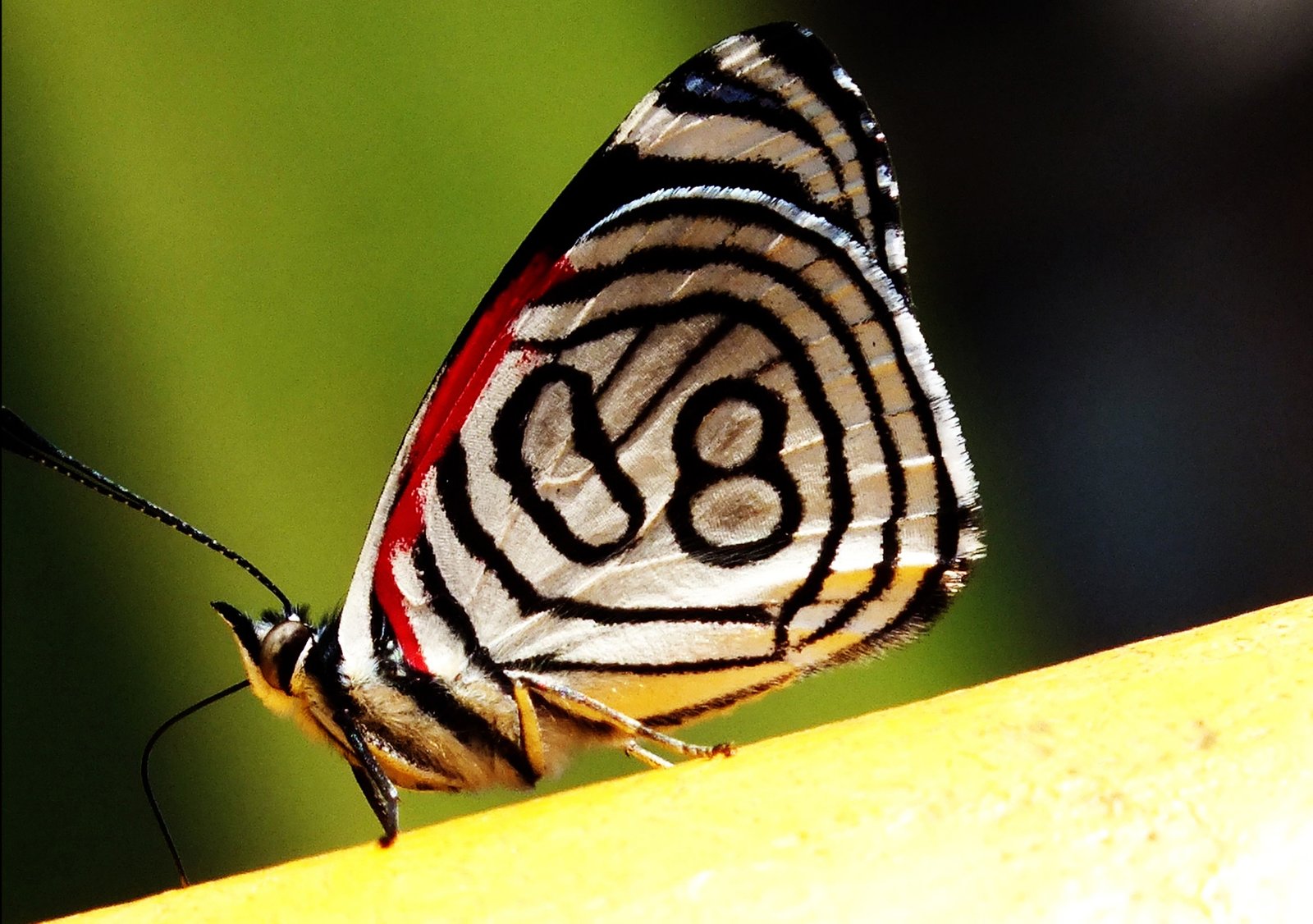 Divulgadas as fotos vencedoras do “Retratando o Meio Ambiente 2018”