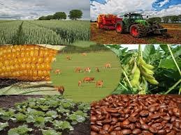 Convênio que reduz ICMS sobre produtos agrícolas é renovado