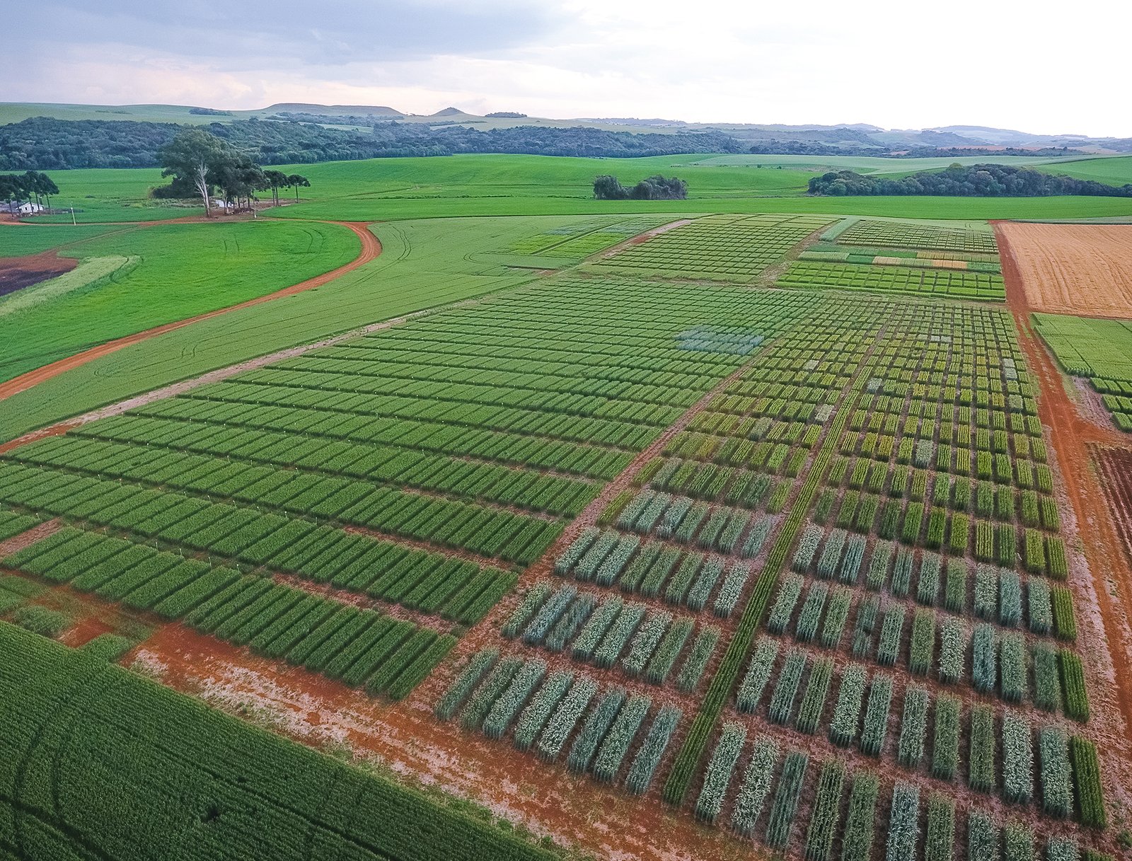 Copercampos promove Tarde de Campo – Culturas de Inverno