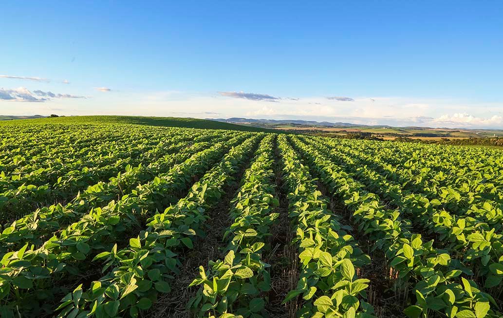 Santa Catarina cria Política Estadual de Defesa Sanitária Vegetal