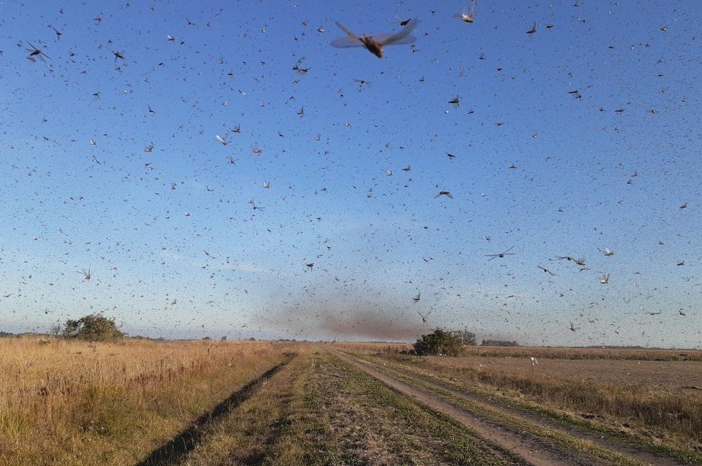 Nuvem de gafanhotos vinda da Argentina é monitorada pela Cidasc que pede que produtores fiquem atentos