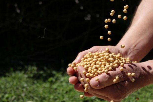 Valor Bruto da Produção Agropecuária de Santa Catarina cresce 8,8% e chega a R$ 33,6 bilhões