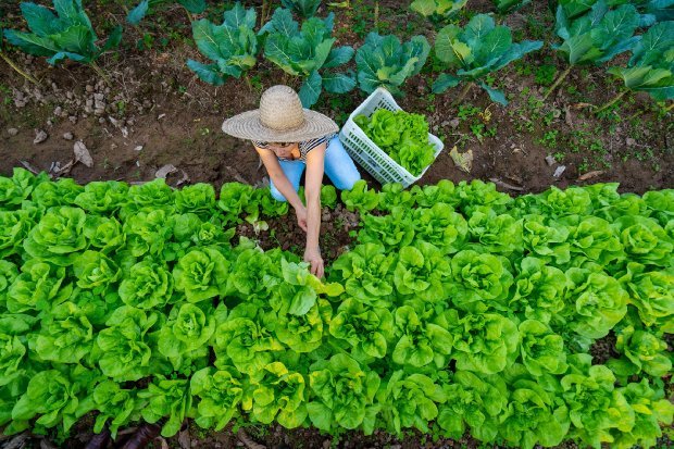 Governo do Estado amplia em R$ 2,5 milhões o crédito para agricultores e pescadores em Santa Catarina