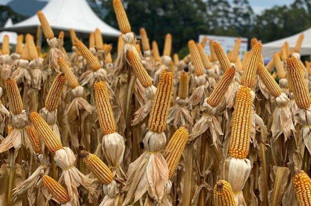 Santa Catarina investe R$ 51,4 milhões para aumentar a produtividade das lavouras