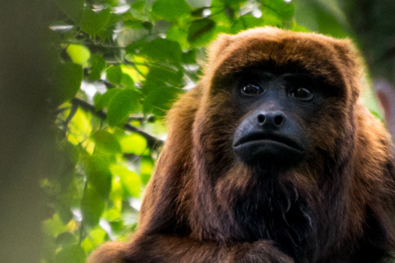 Morte de macacos na região: Que alerta isso traz?