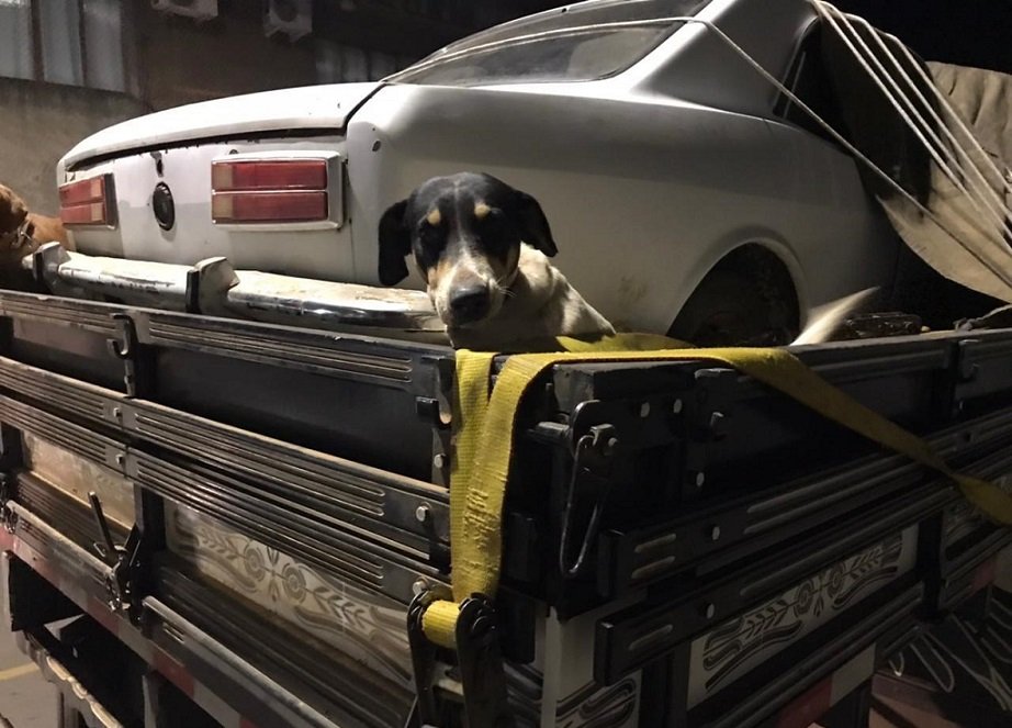 Polícia Militar registra maus tratos contra animais em Campos Novos