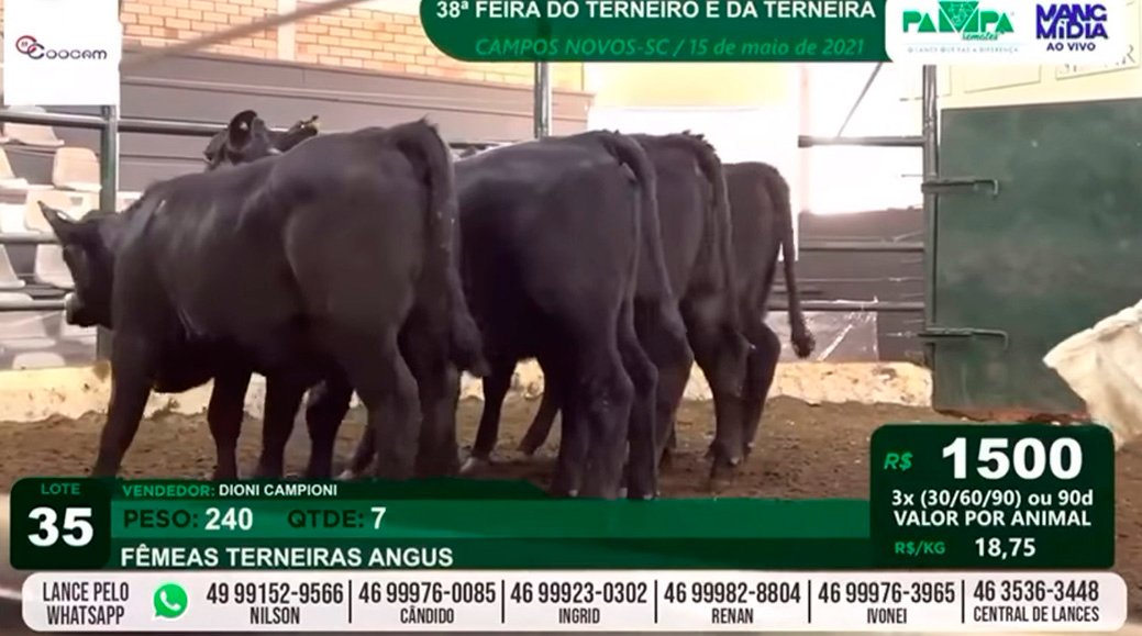 38° Feira do Terneiro fatura mais de R$ 1 milhão em comercialização de animais