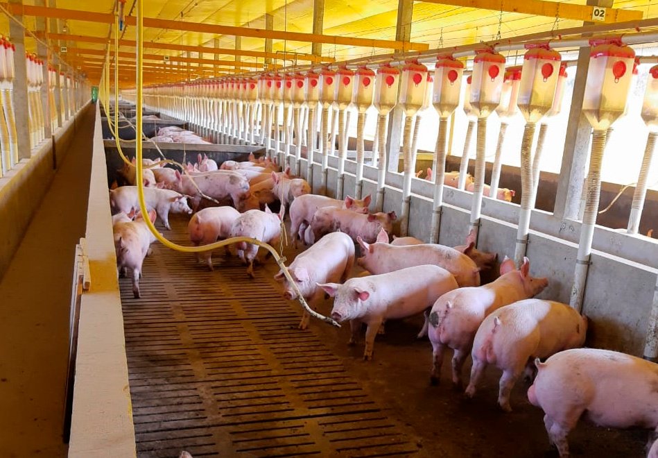 Copercampos inicia projeto de suinocultura no RS