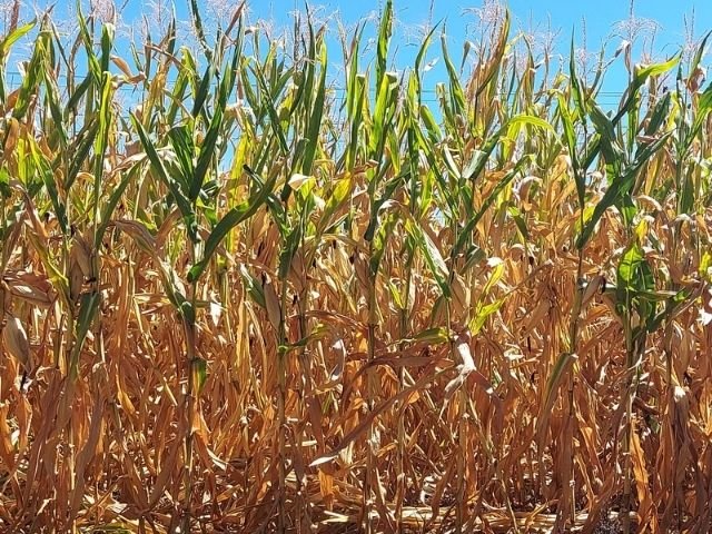 Epagri/Cepa estima 43% de perdas na safra catarinense de milho e de cerca de 30% na de soja