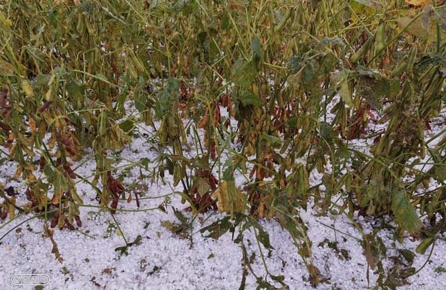 Granizo causa prejuízos em lavouras de produtores na região de atuação da Copercampos