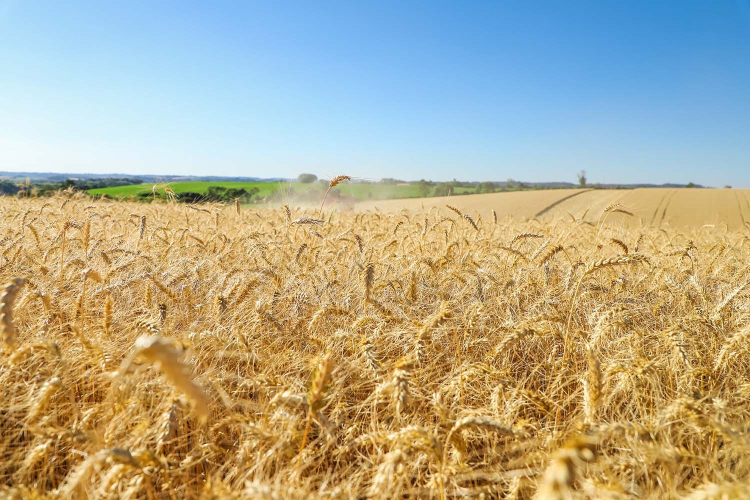 Copercampos abre reserva de sementes de trigo e forrageiras