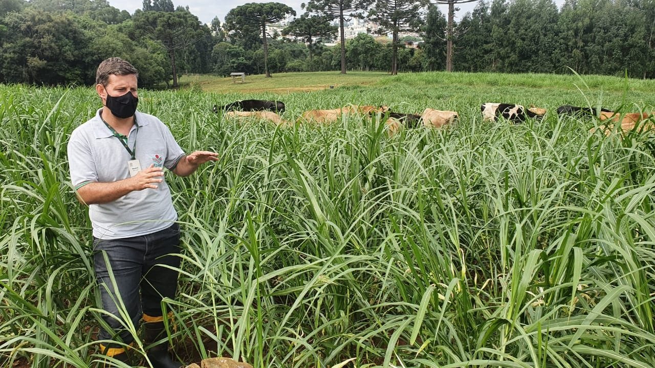 Epagri preconiza Sistema de Produção de leite e carne a base de pasto