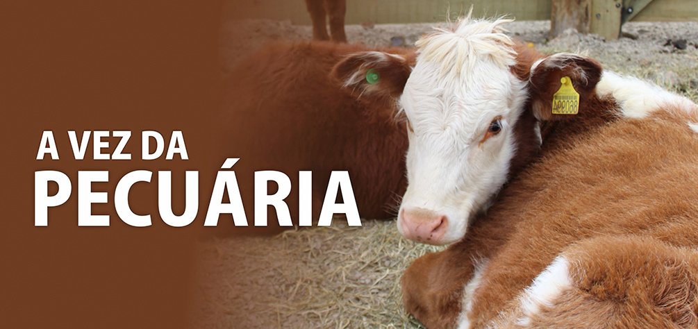 Leilão ATeG, Feira do Terneiro e Expocampos exaltam força da pecuária Camponovense