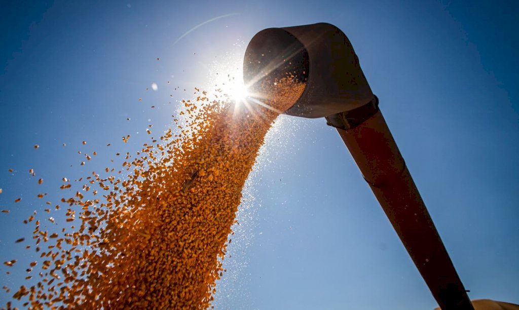 Fornecimento de milho é desafio para a competitividade da agroindústria de SC