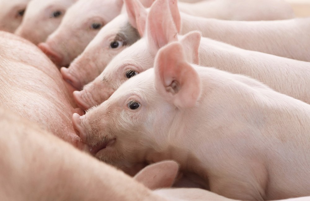 Agroceres PIC recebe autorização para exportar animais da Granja da Copercampos para o Chile 