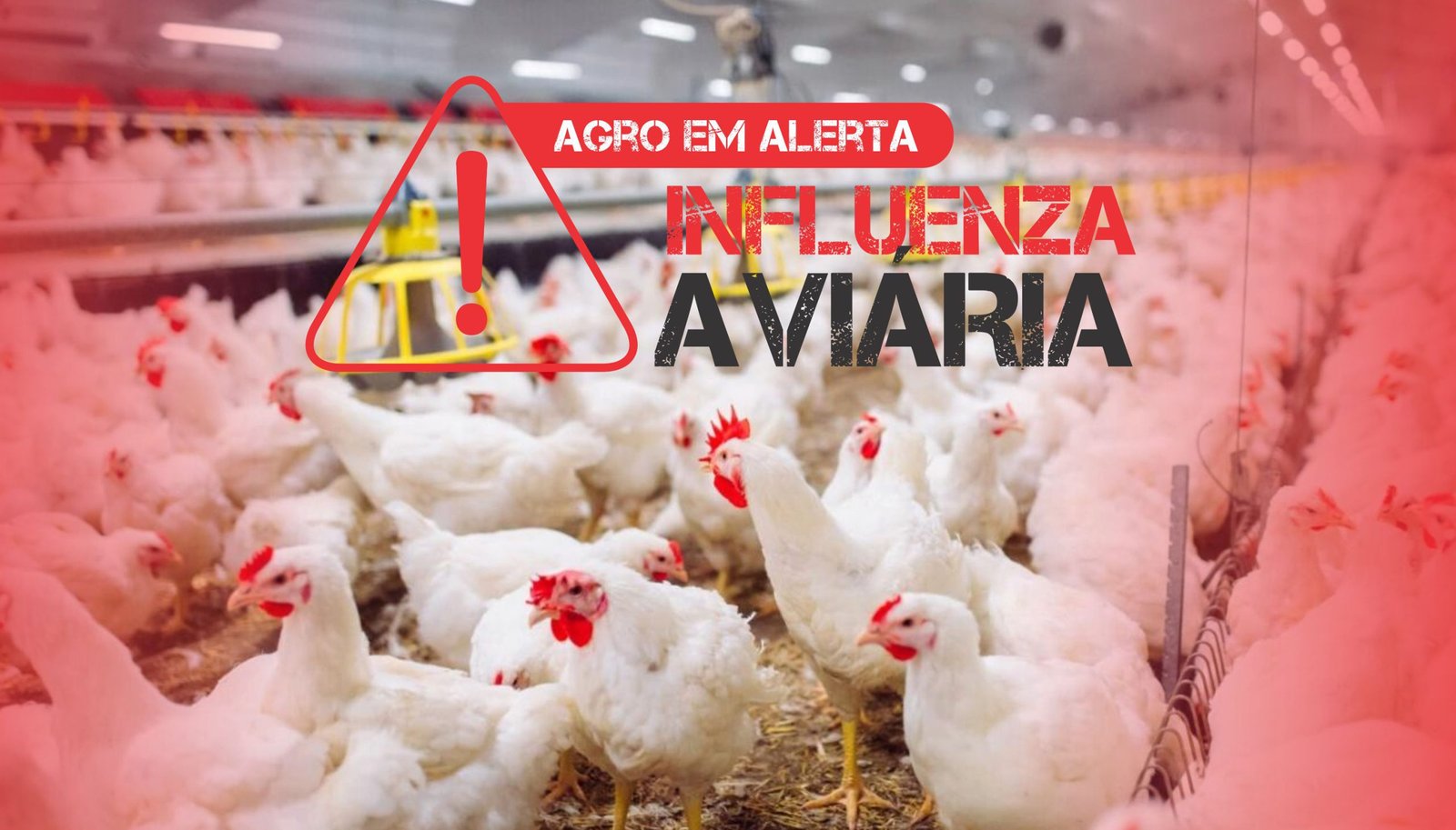 Cidasc alerta para riscos da Influenza Aviária em Santa Catarina