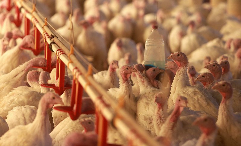 Santa Catarina supera US$ 1 bilhão em receitas com exportação de carnes no primeiro quadrimestre de 2023