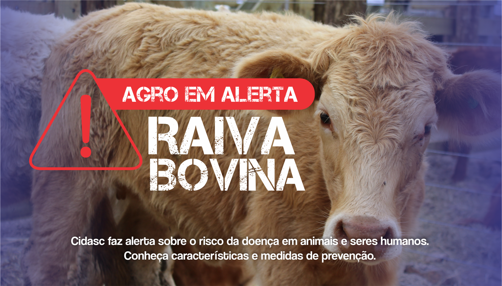 Doença da Raiva: Conheça características e medidas de prevenção