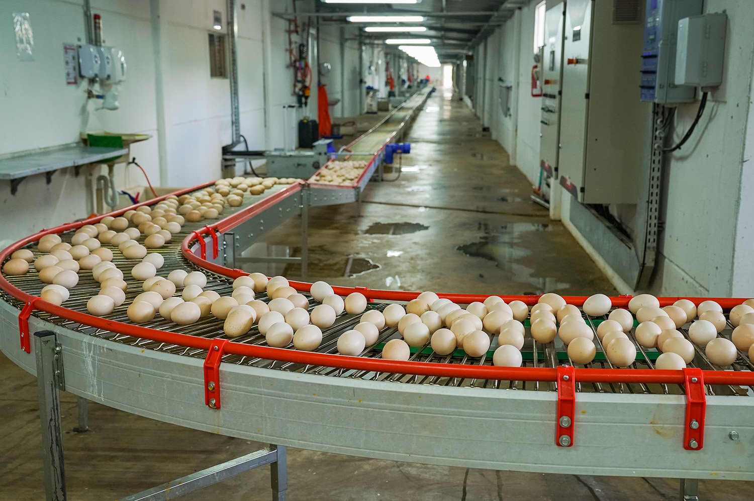 Copercampos finaliza obras civis do Núcleo de Produção de Ovos Férteis 