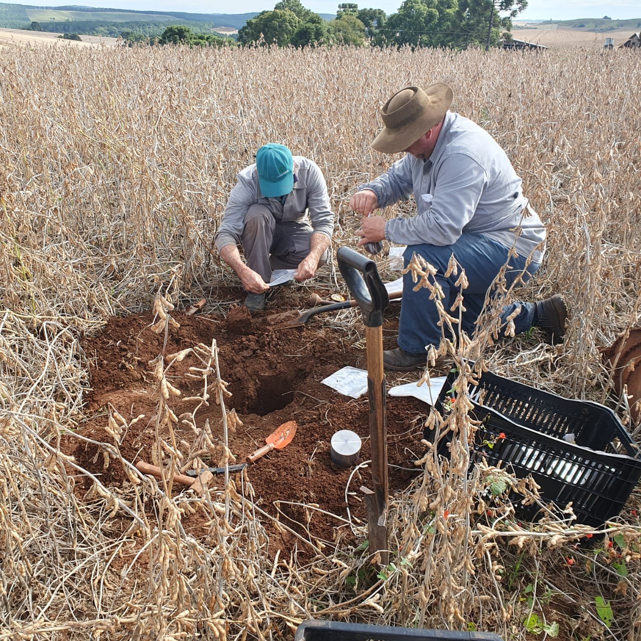 Copercampos e Embrapa Trigo desenvolvem projeto para qualificar o manejo de solo em Santa Catarina 