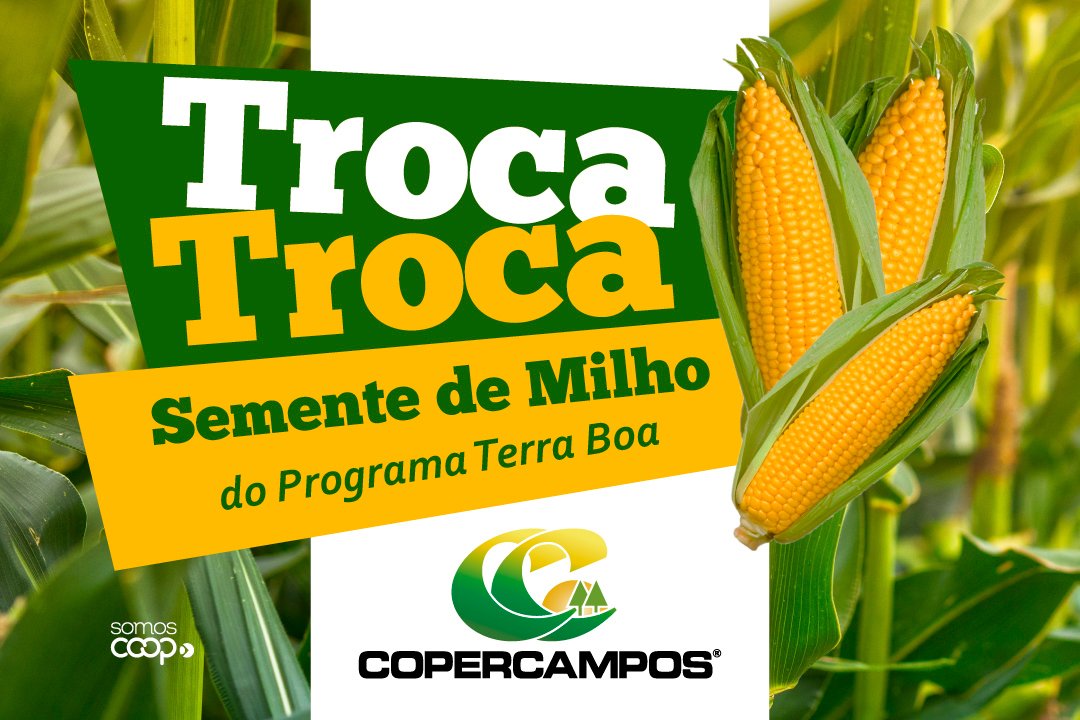 Produtores já podem adquirir sementes de milho do Terra Boa na Copercampos 