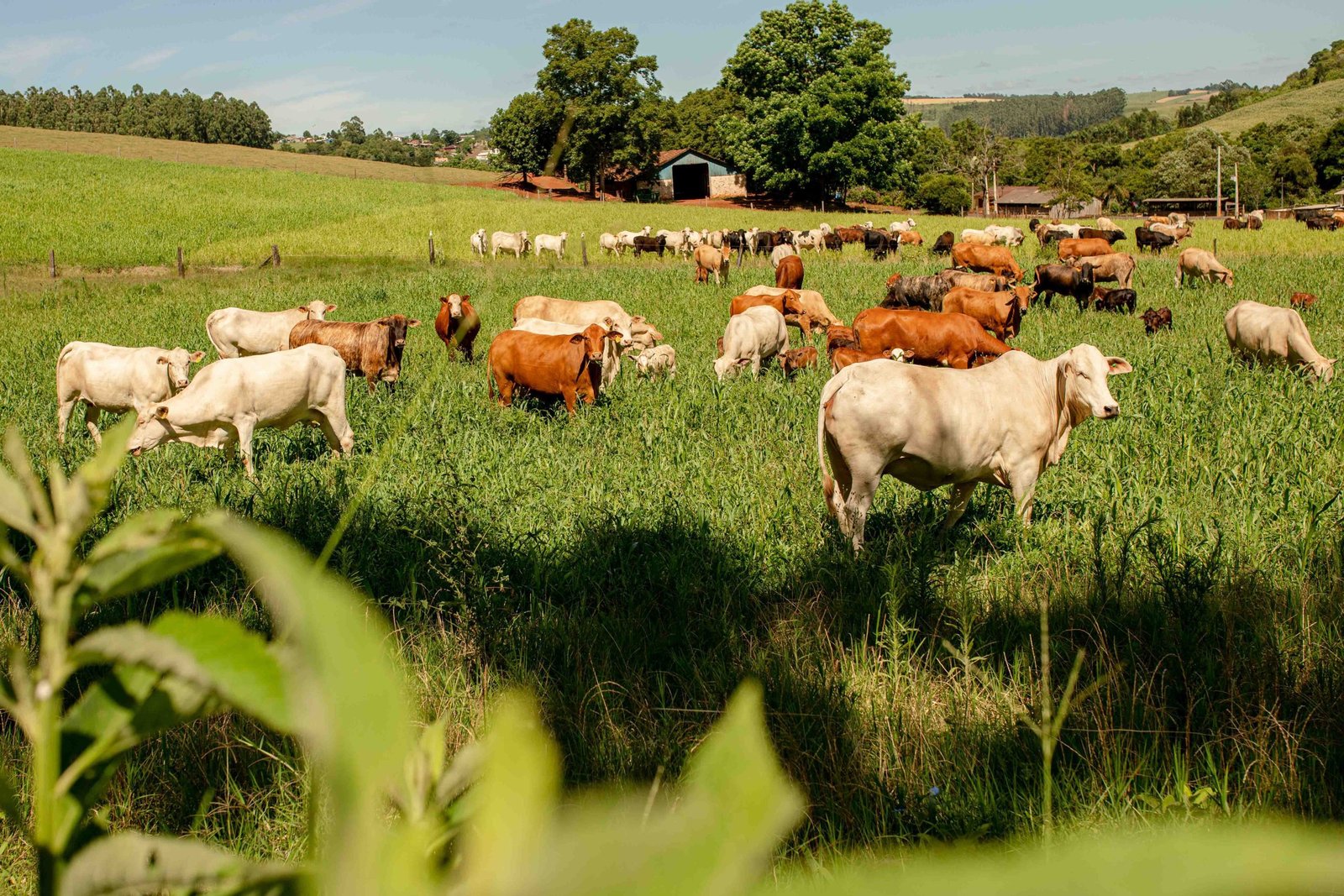 CNA e Faesc reivindicam medidas de apoio aos produtores de leite e carne