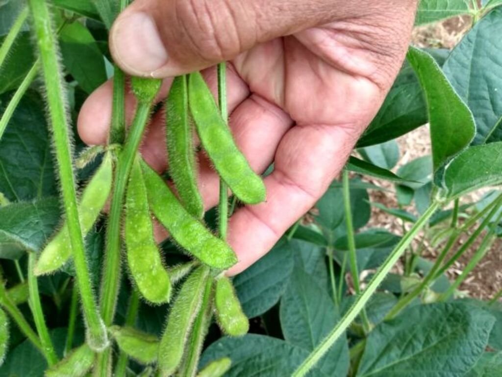 Soja vai ocupar a maior área plantada no Estado, seguida pelo milho