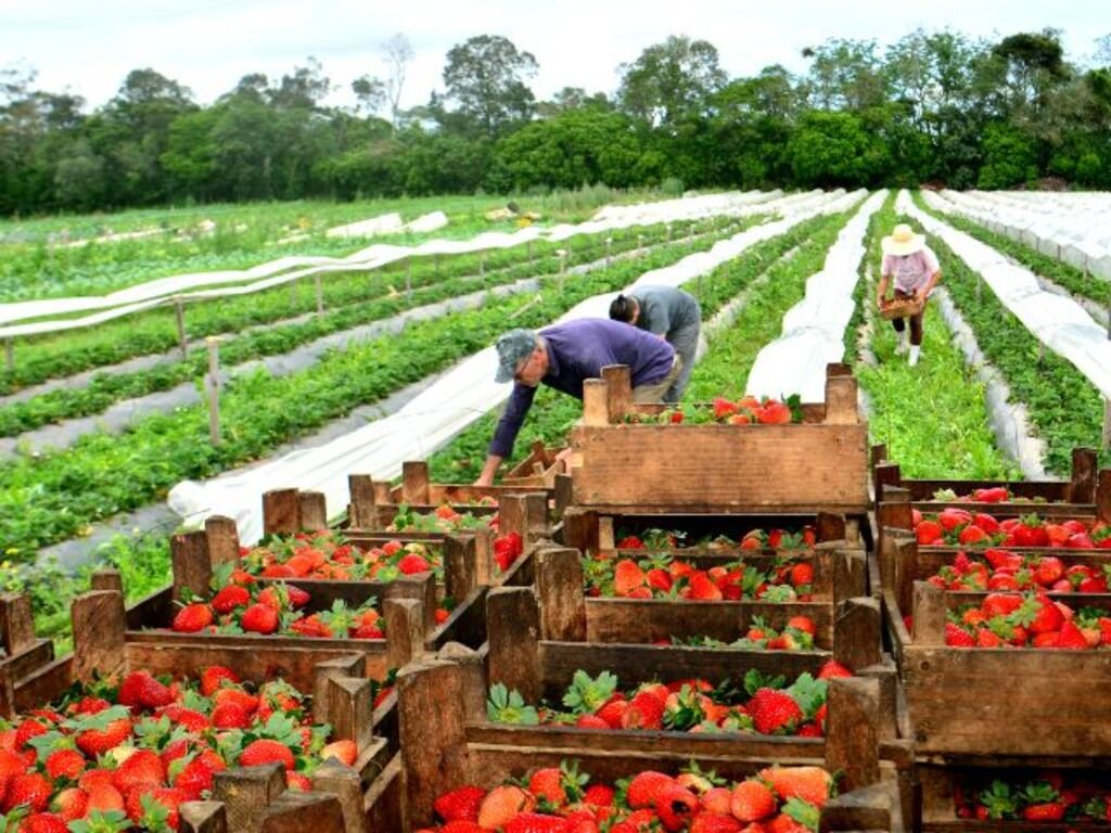 Produção de alimentos orgânicos cresce no Sul catarinense