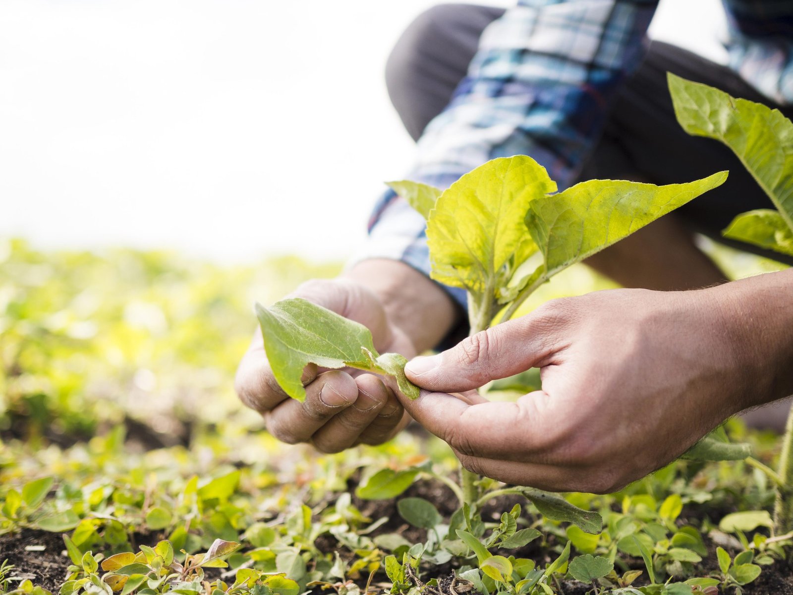 Campos Novos recebe implementos agrícolas nesta quinta (21)