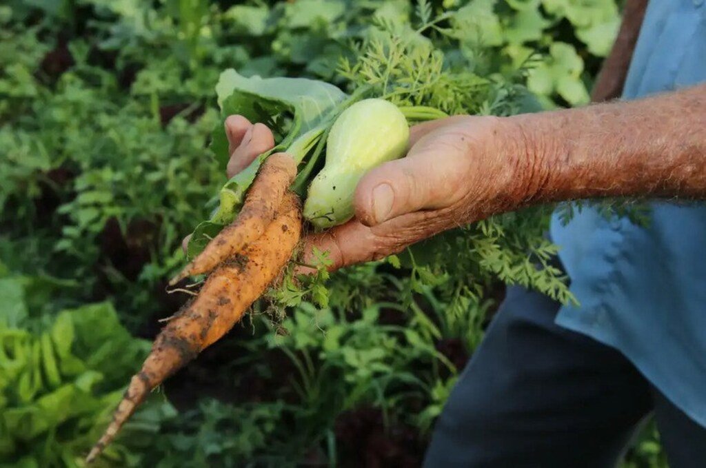 Projeto garante alimentos da agricultura familiar na merenda escolar