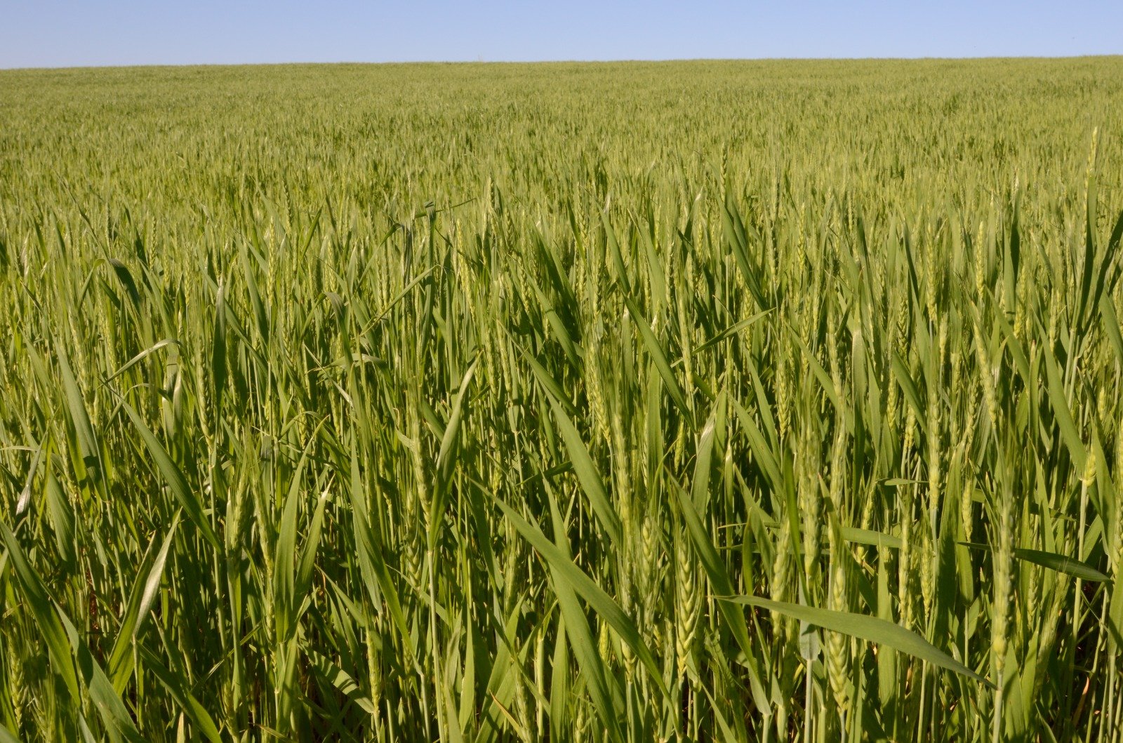 Secretaria de Estado da Agricultura e Pecuária incentiva o cultivo de cereais de inverno
