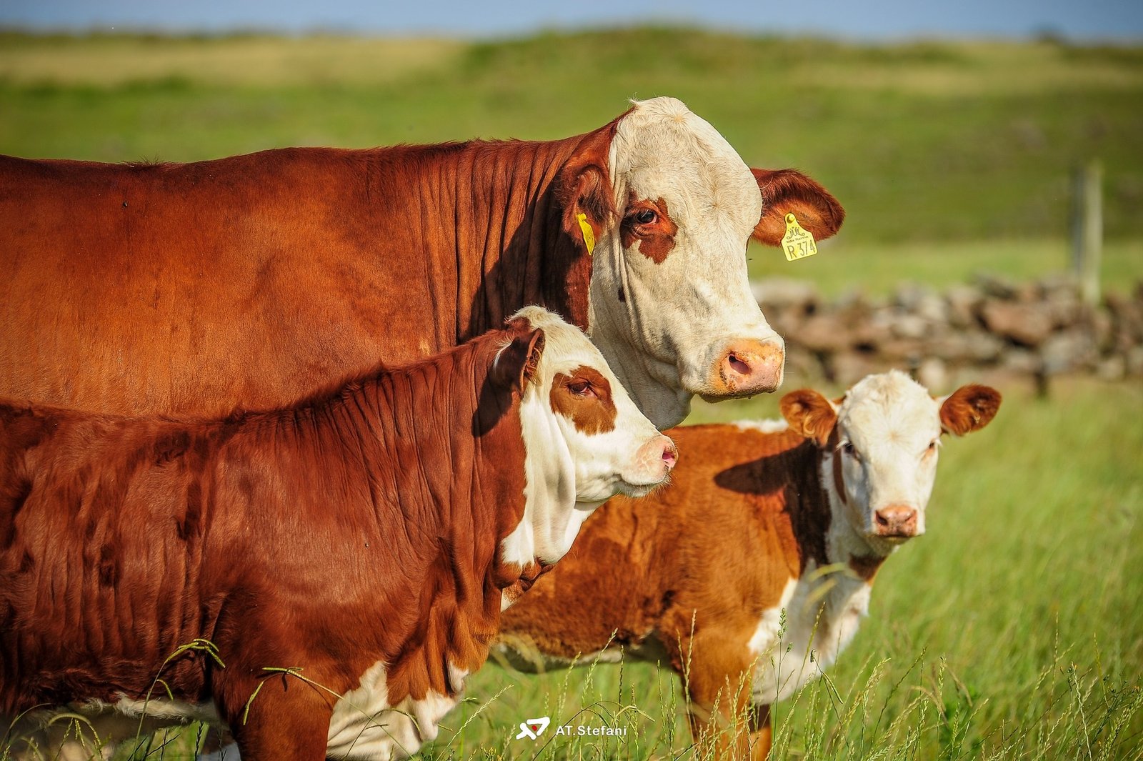 FAESC avalia de forma positiva atuação do Caoagro no combate ao crime no agronegócio