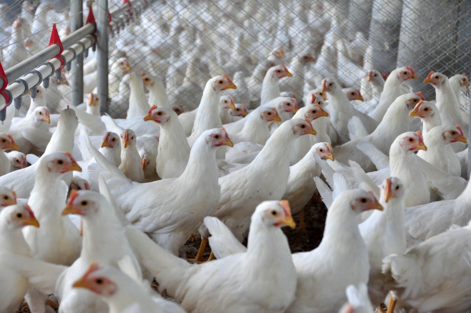 Exportação de carne de frango apresenta o melhor resultado dos últimos cinco anos