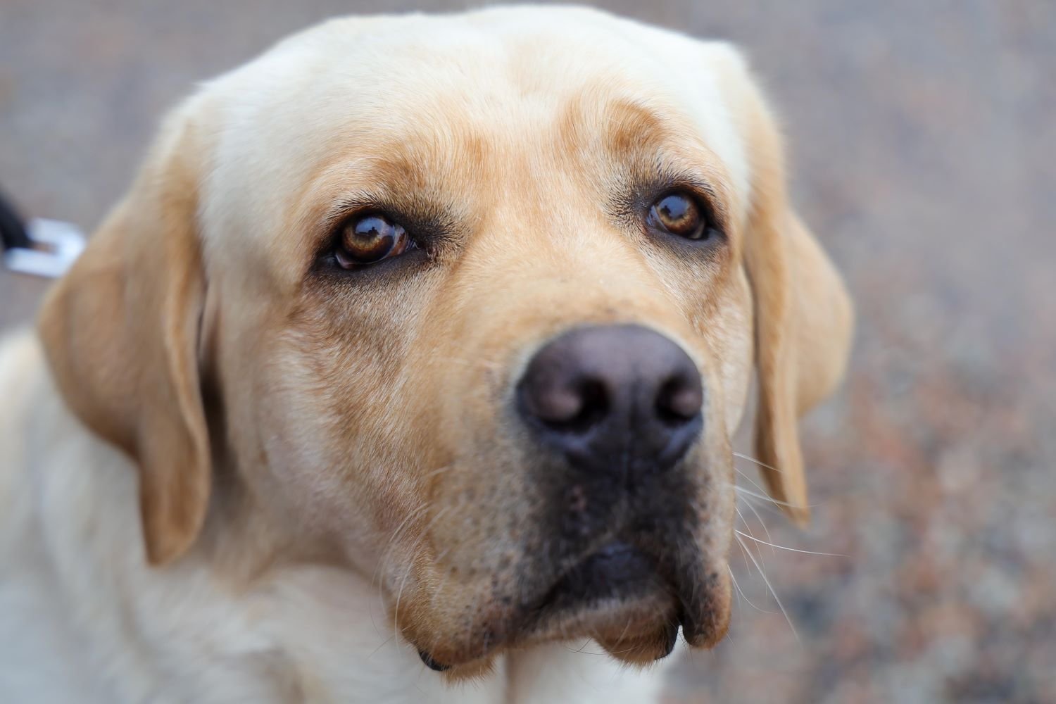 Dezembro Verde: Conscientização sobre a guarda responsável dos animais