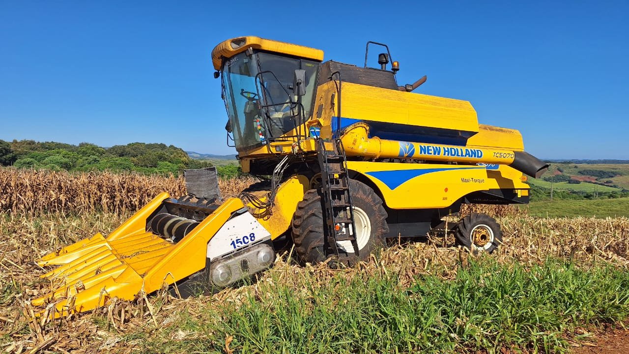 Coopercontestado colhe milho para produção de fubá no Assentamento 30 de Outubro, em Campos Novos