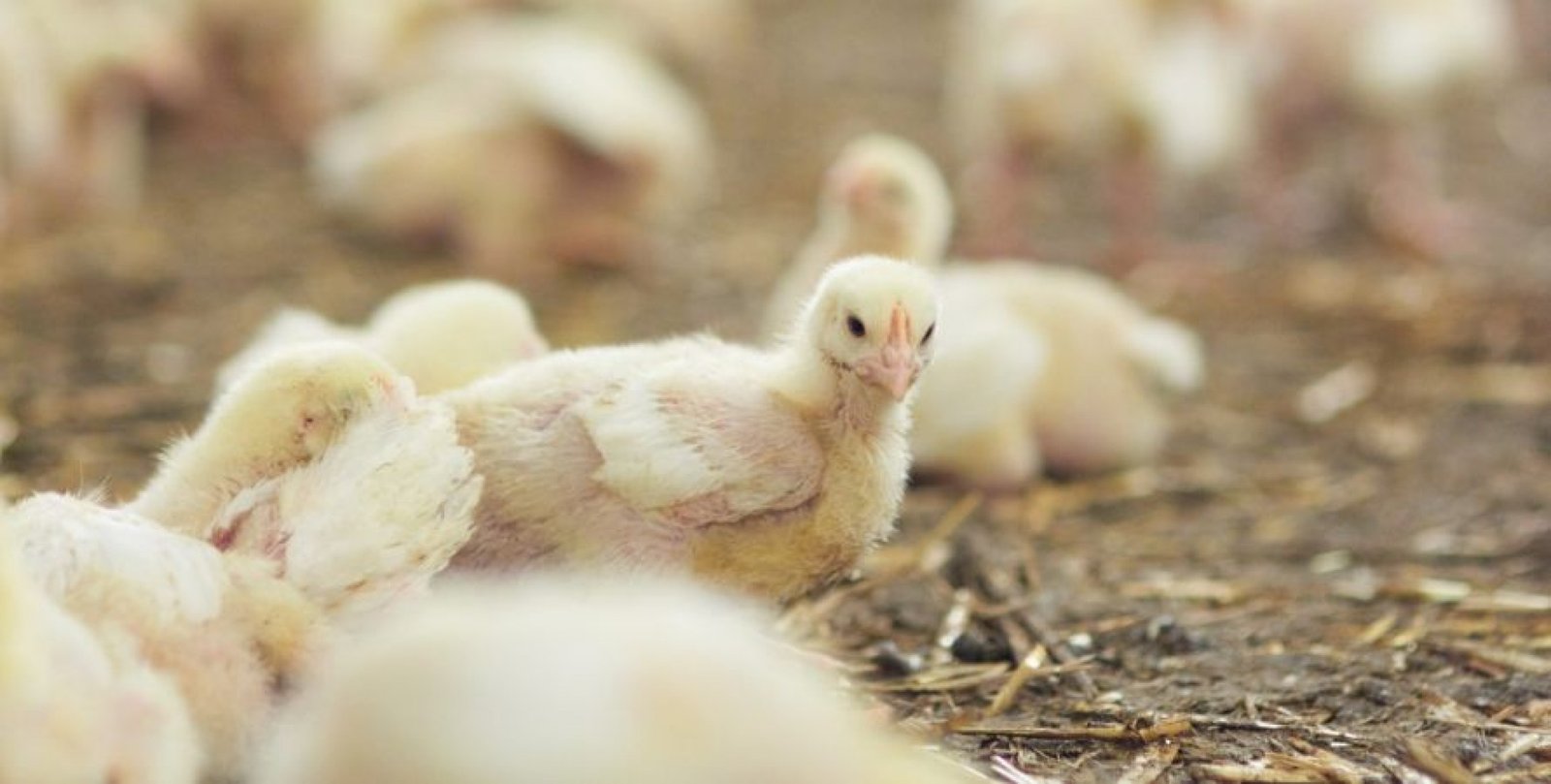 SC é destaque nacional nas exportações de Aves processadas e fumo